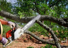 Best Fruit Tree Pruning  in Upper Pohatcong, NJ