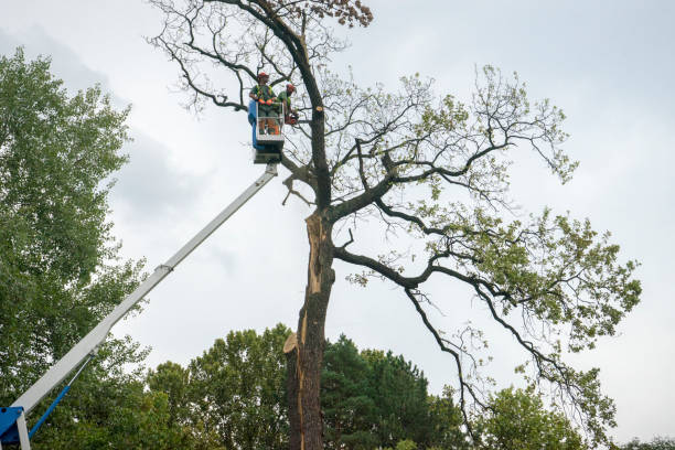 Best Tree Planting Services  in Upper Pohatcong, NJ