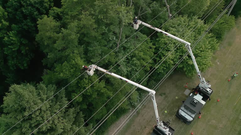 Best Palm Tree Trimming  in Upper Pohatcong, NJ